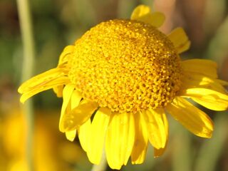 Färberkamillenblüte