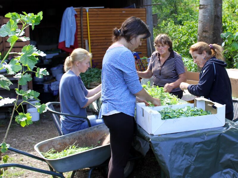 Datei:SG Schildampfer Blätter zupfen.jpg