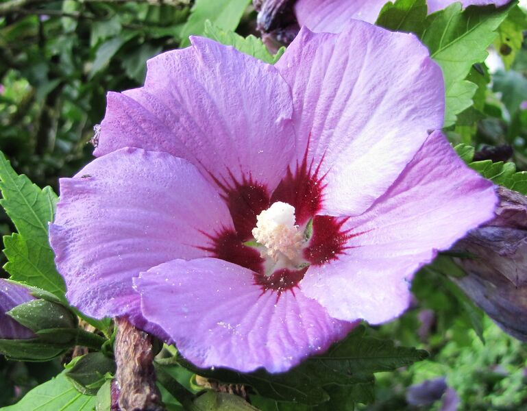 Datei:SG Malvenblüte.jpg