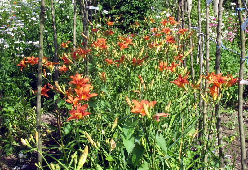 Datei:SG Tag-Lilien.jpg