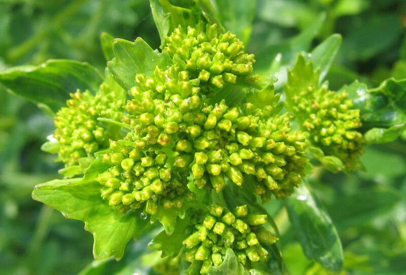 Datei:SG Blüte Oriental Zackenschötchen.jpg