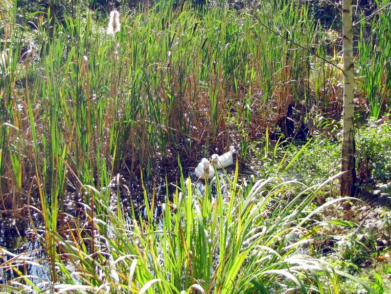 Datei:ST Biotopecke.jpg