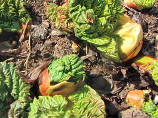 Rhabarber-Triebe Ende März