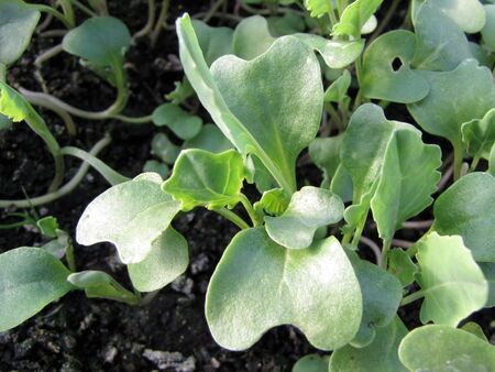 Keimblätter Kreuzblütler