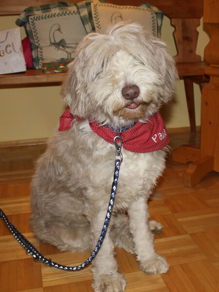 Datei:Paula Sivester.jpg