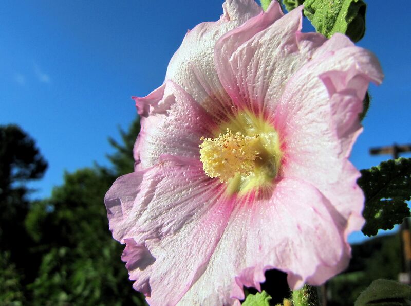 Datei:SG-Stockrose rosa.jpg