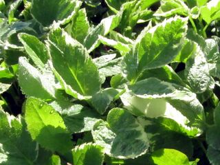 Bandagierter Giersch - weißrändrig