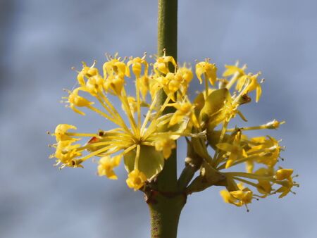 Dirndblüte im März, Anfang April