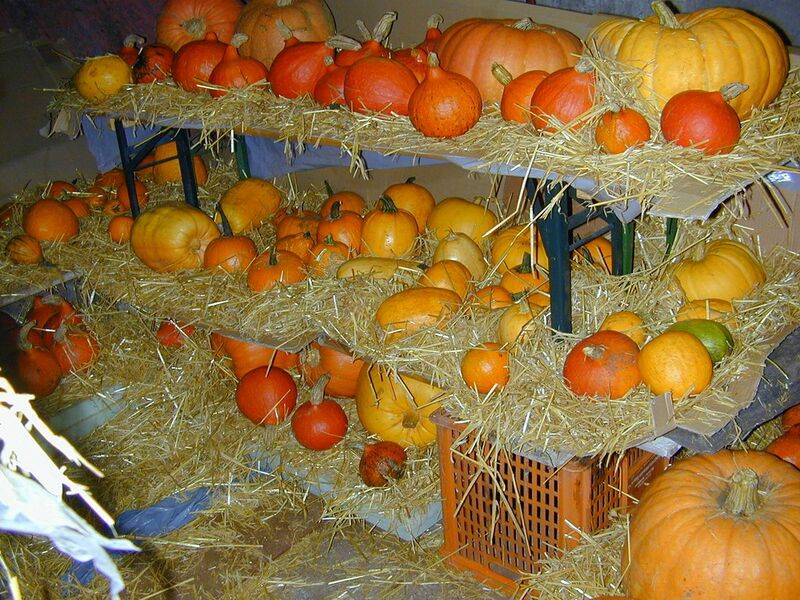 Datei:Teil des Steinschaler Kürbislager.jpg