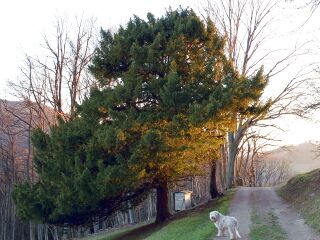 Abendwanderung mit Hund