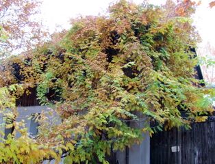 Blauregen im Herbst - Vierkanthof