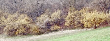 blühender Dirndlzeiler in Tradigist