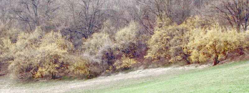 Datei:Dirndlzeiler GanschQuer.jpg