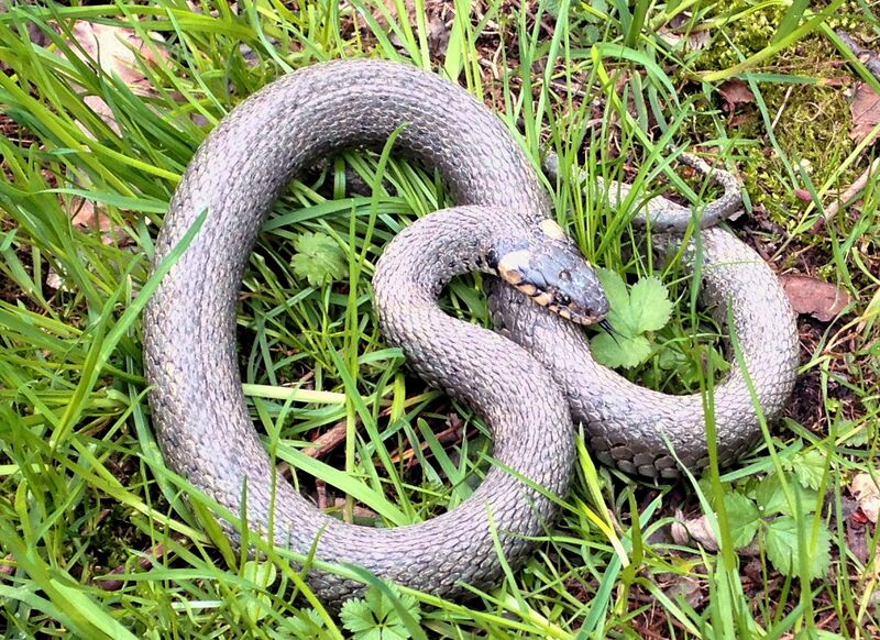 Datei:Natter Van Vliet.jpg