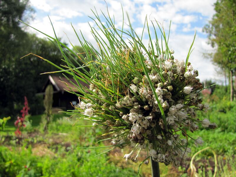 Datei:SG Alliumsamen auswachsen8.jpg