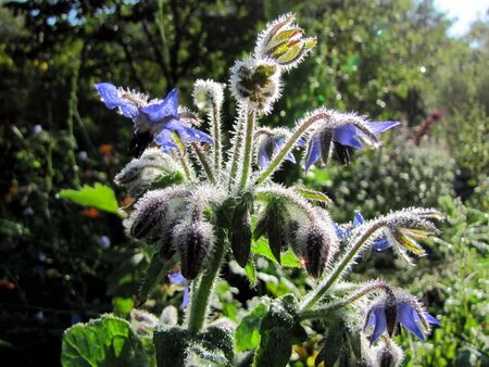 blühender Borretsch im Herbst