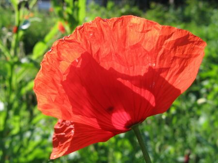 Klatschmohn - groß