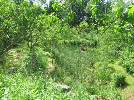 Südgartenbiotop Anfang Juni