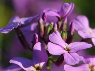 die sogenannte Einjährige Viole