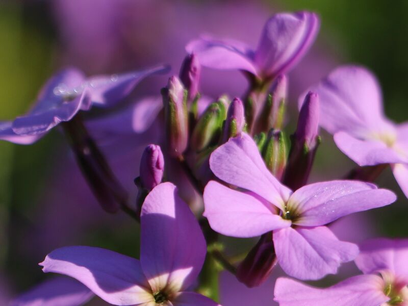 Datei:Lunaria quasi Einjährige Gartenviole Blüte.jpg