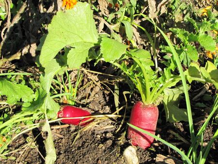 SG Rettich vor Ernte