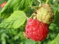 Himbeere