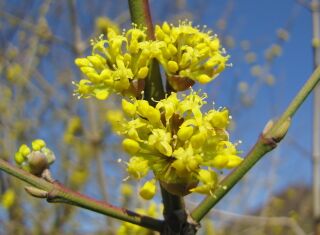 Dirndlblüte - Ende März