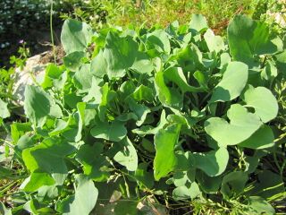 die Salatverfeinerung