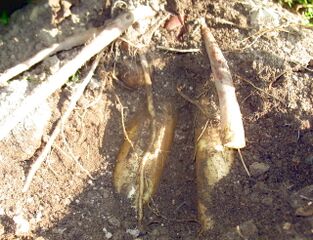 Yacon - Wurzel in Erde