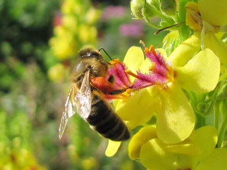 Biene auf Königskerzenblüte