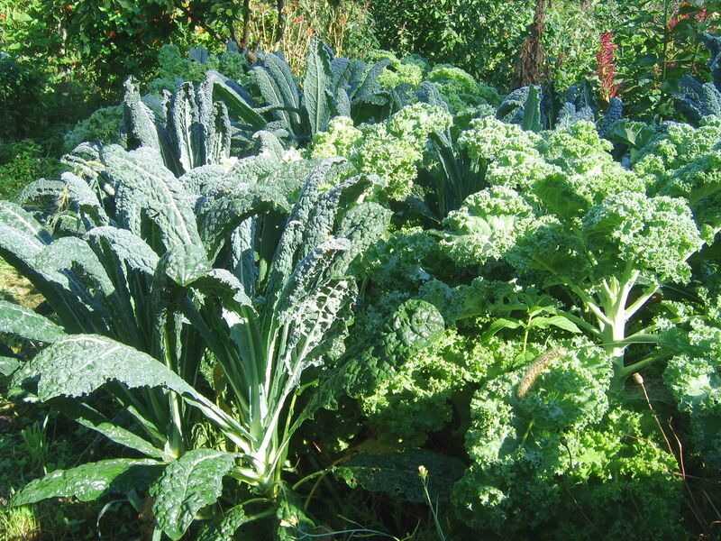 Datei:SG Kohl mal2.jpg