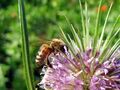 Karde mit Biene