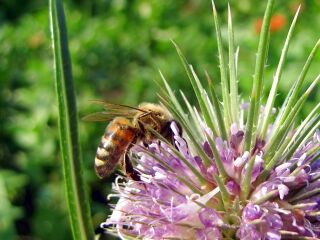 Karde mit Biene