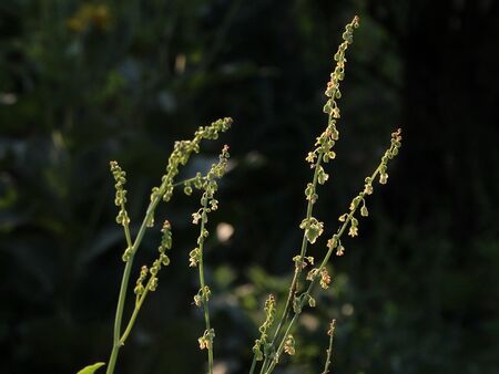 Schildampfersamenstand