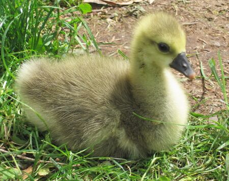 Bild:SG junge Gans 2009 01.jpg