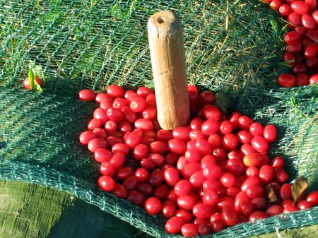 Dirndnetz mit Pflock zur Bestigung