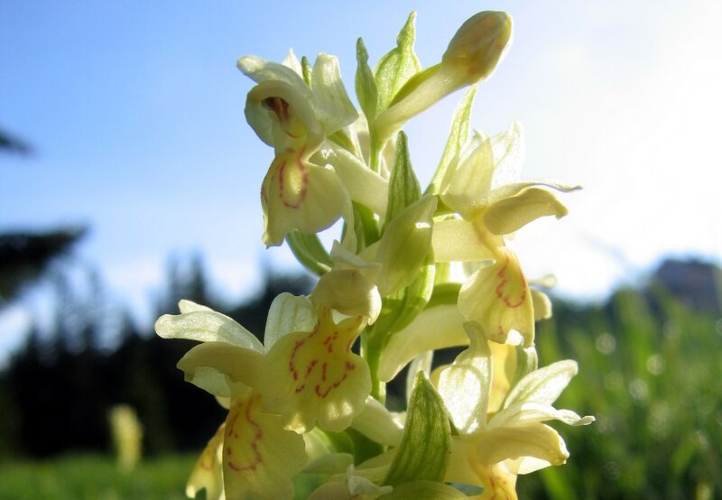 Datei:EST gelbe Orchidee.jpg