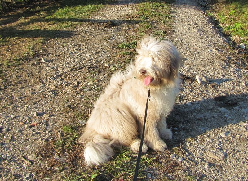 Datei:Hund am Dirndlweg.jpg