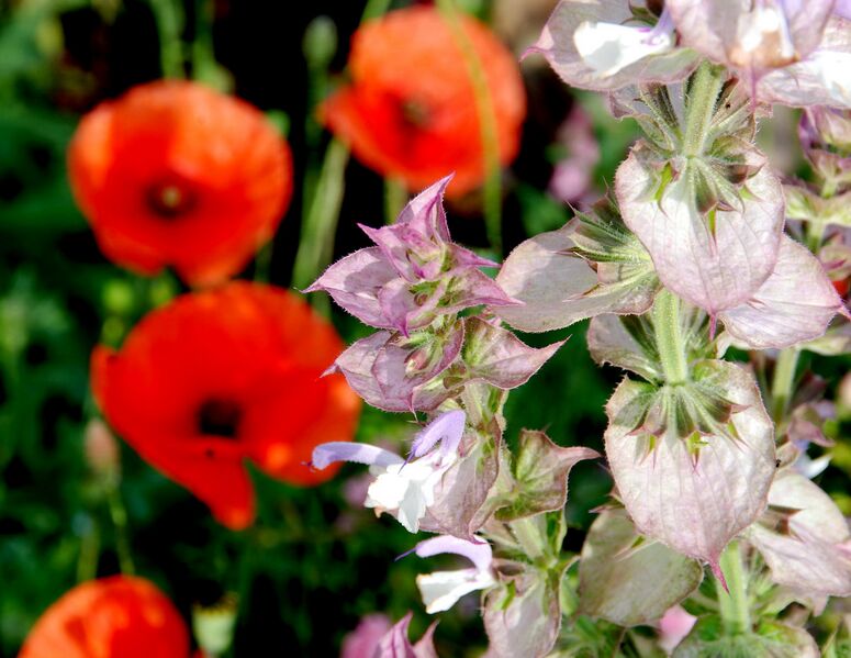 Datei:SG Muskatellersalbei-Mohn.jpg
