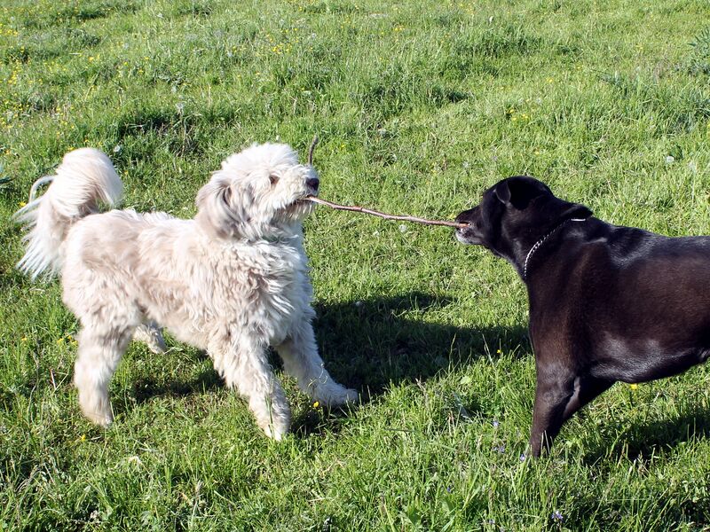 Datei:SG Paula Stockspiel.jpg