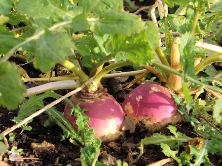 Speiserübchen - noch im Jänner im Garten