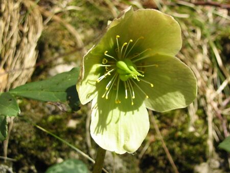 Schneerose Ende März