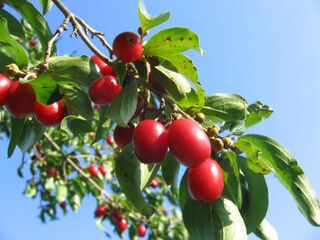 reife Dirndl auf dem Strauch