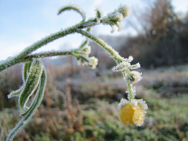Datei:SG Hahnenfußblüte im Reif.jpg