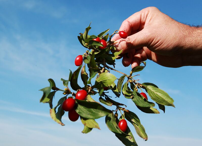 Datei:Dirndlzweig m reifen Dirndln.jpg