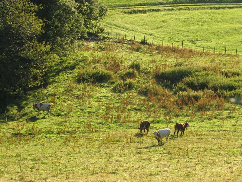 Datei:Est - Idyll Weide unten.jpg