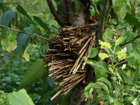 Natur nahes Insektenhotel - ohne Aufwand