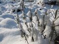 Lavendel im Winter