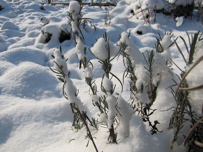 Datei:SG Lavendel Winter1.jpg