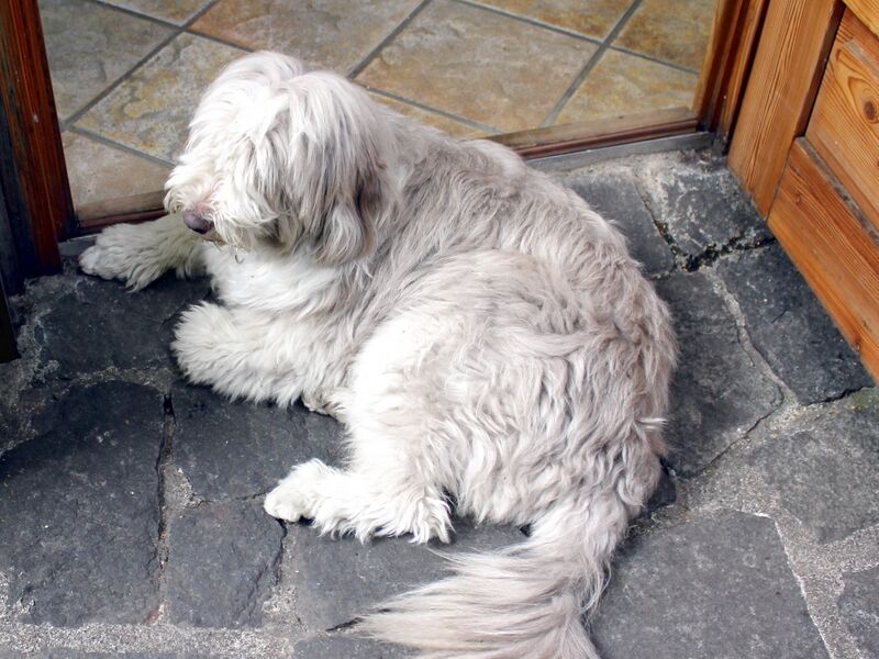 Datei:Hund Paula Grenze.jpg